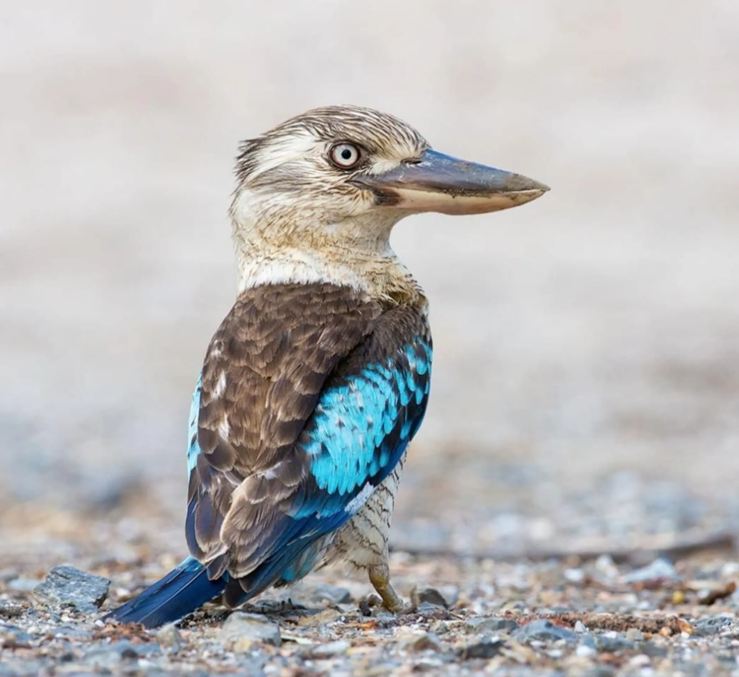 Blue-Winged Kookaburra