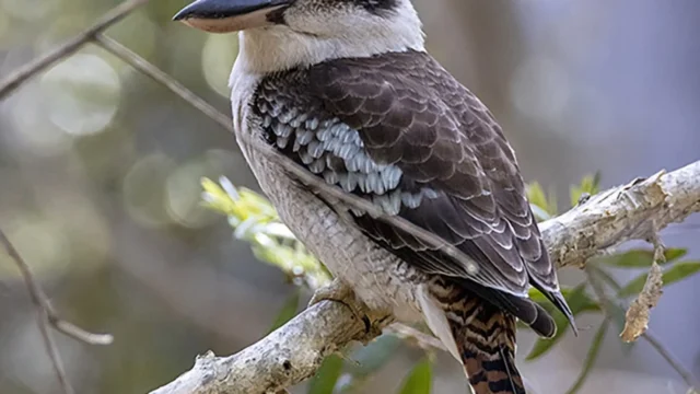 Kookaburras in Kakadu