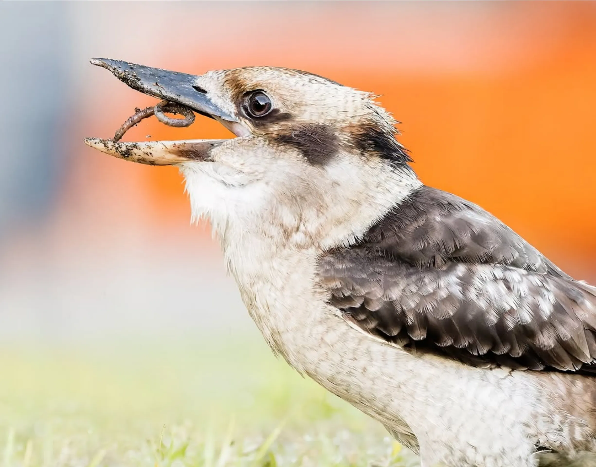 beautiful birds