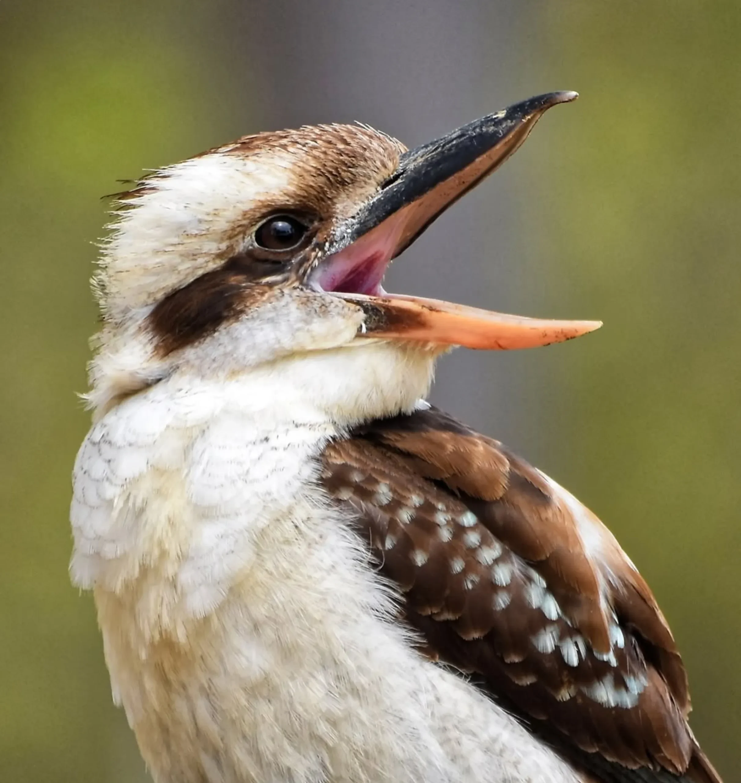 bird experts